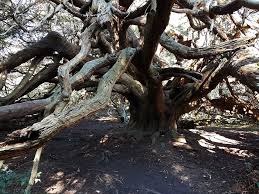 Pagan_Eye_Ancient_Yew_tree